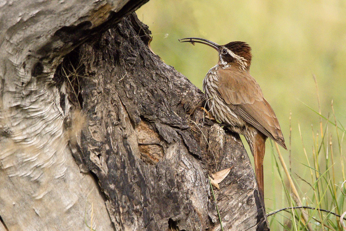 Scimitar-billed Woodcreeper - ML241526301