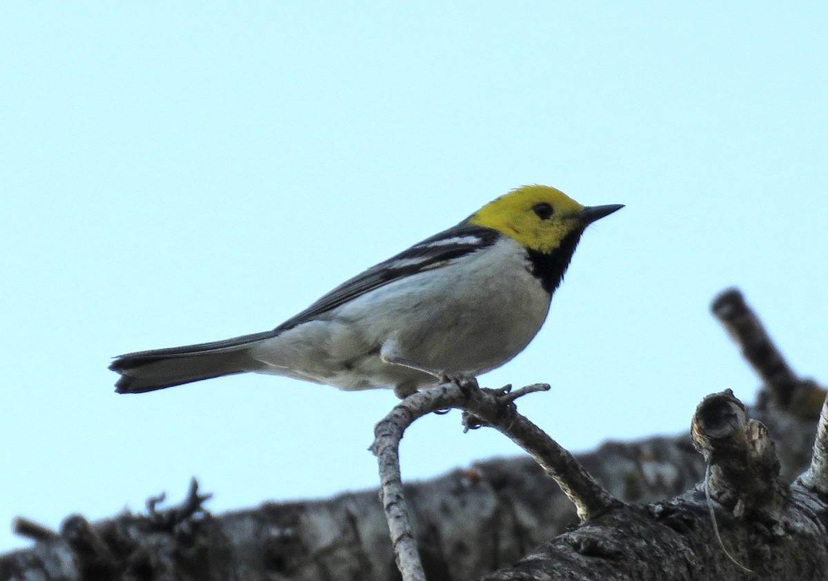 Hermit Warbler - ML241526701