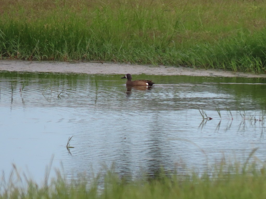 Blue-winged Teal - ML241526721