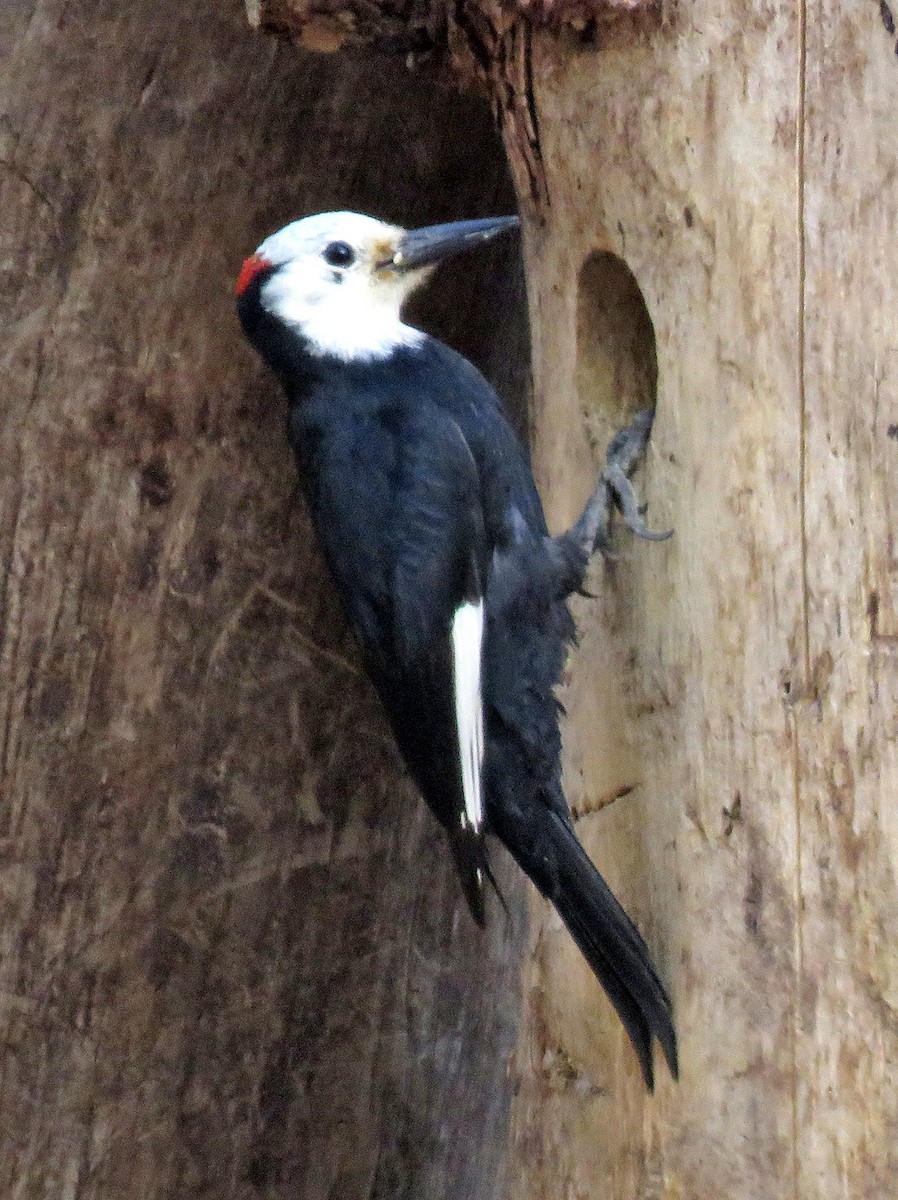 White-headed Woodpecker - ML241527061