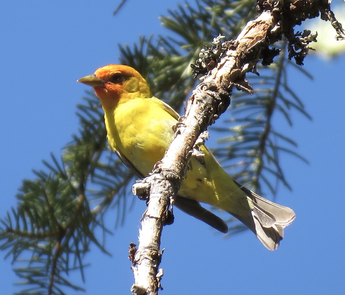 Western Tanager - ML241527211