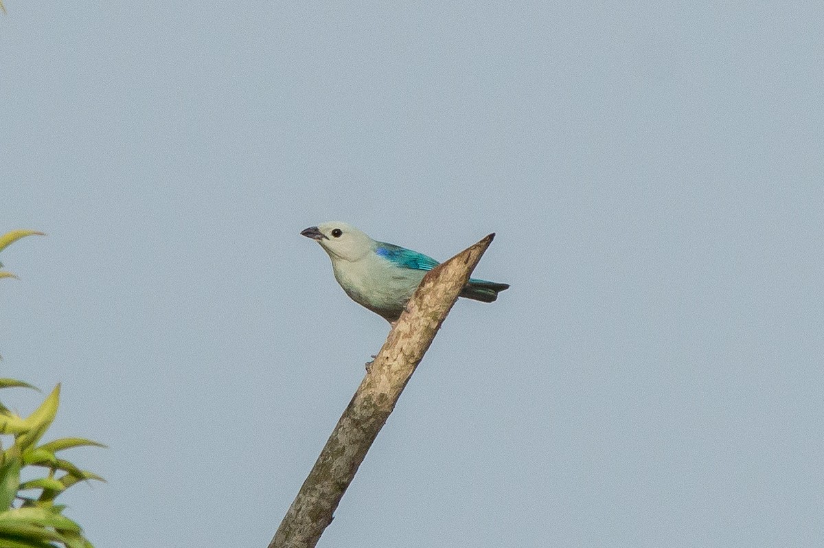 Blue-gray Tanager - Alex Coronel