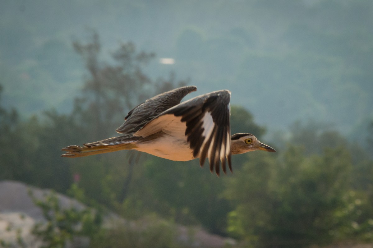 Double-striped Thick-knee - ML241527891