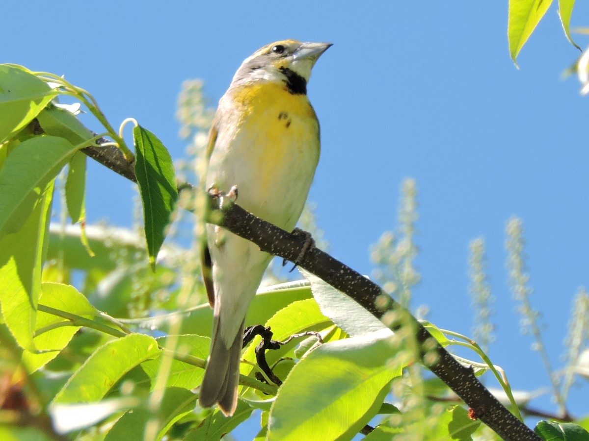 Dickcissel - Melody Walsh