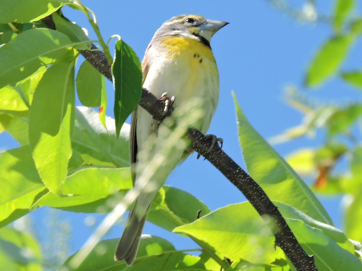 Dickcissel d'Amérique - ML241528281