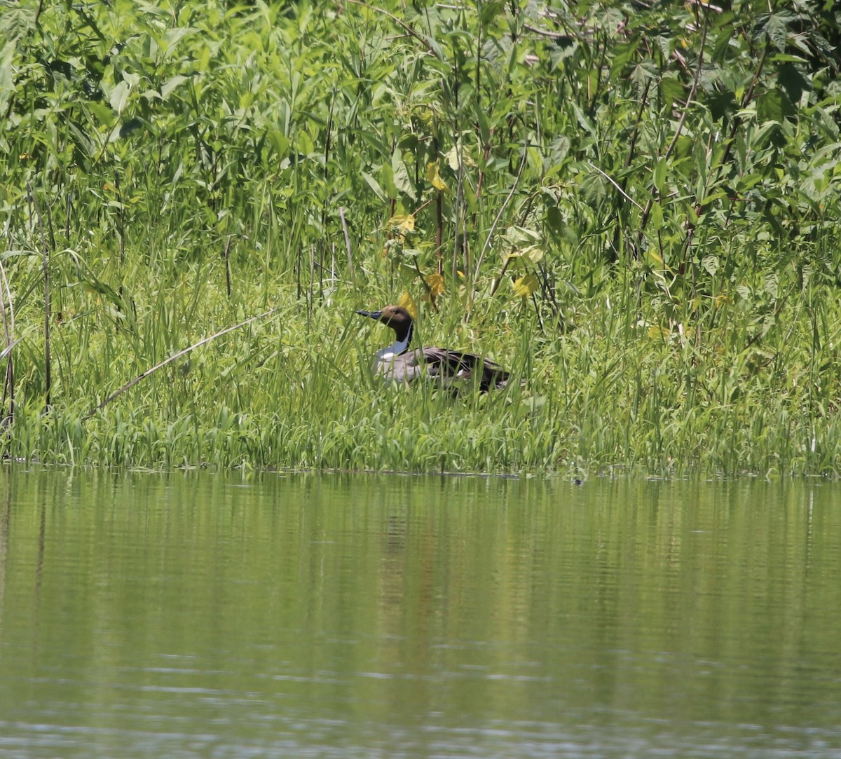 Northern Pintail - Cheryl Rosenfeld