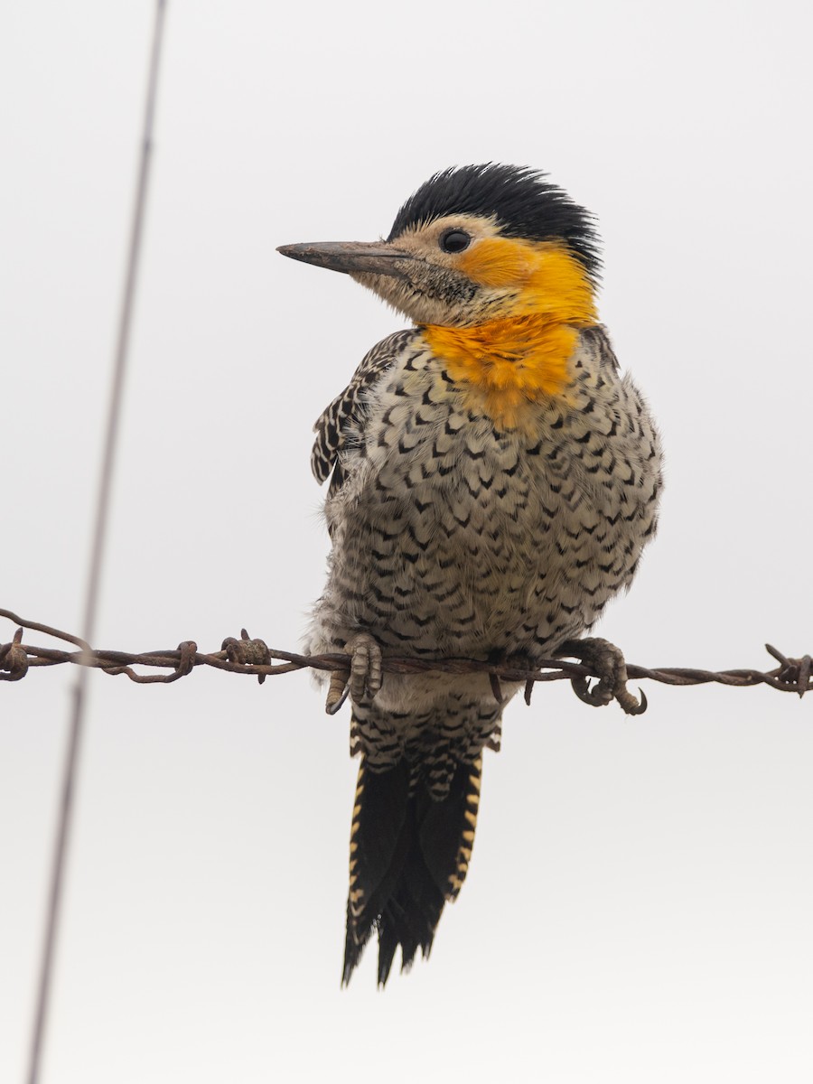 Campo Flicker - ML241528681