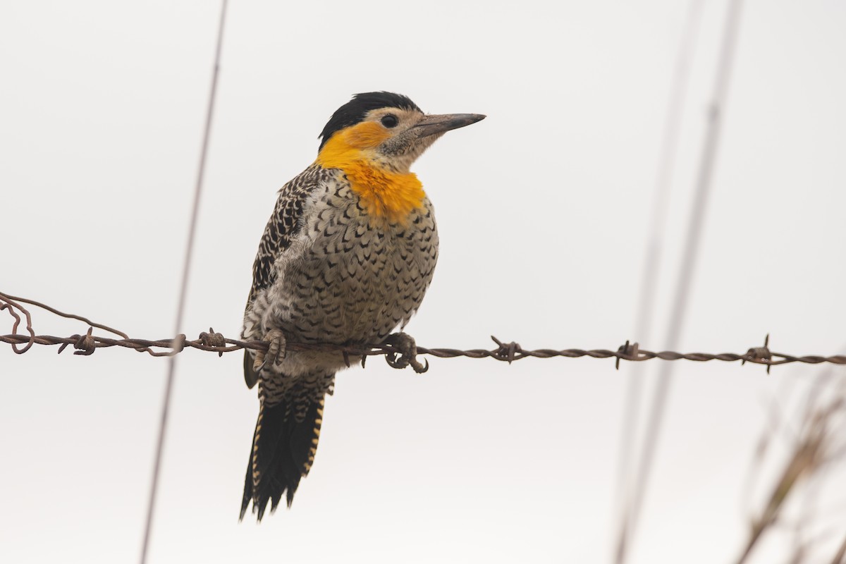 Campo Flicker - Pablo Re