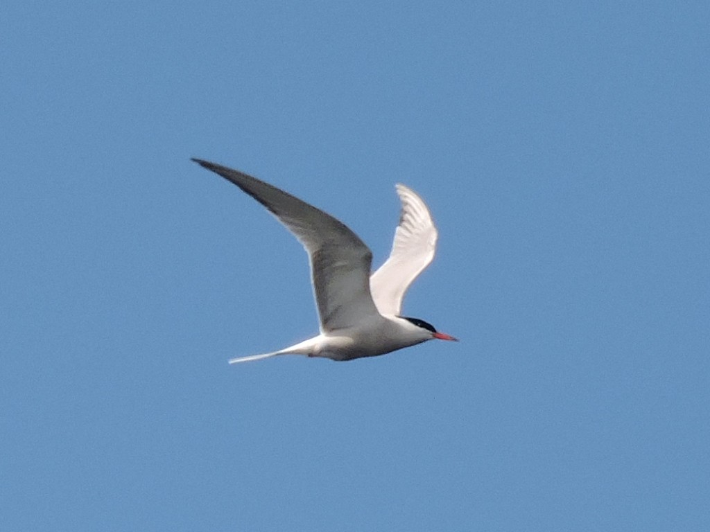 Common Tern - ML241528961