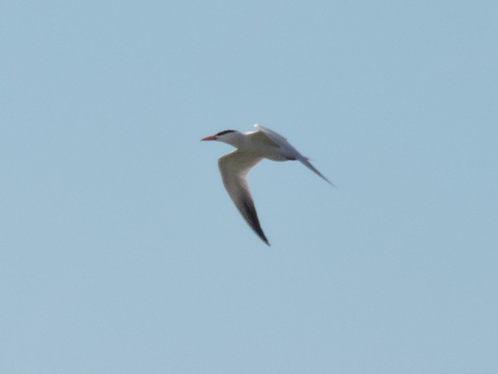 Common Tern - ML241528971