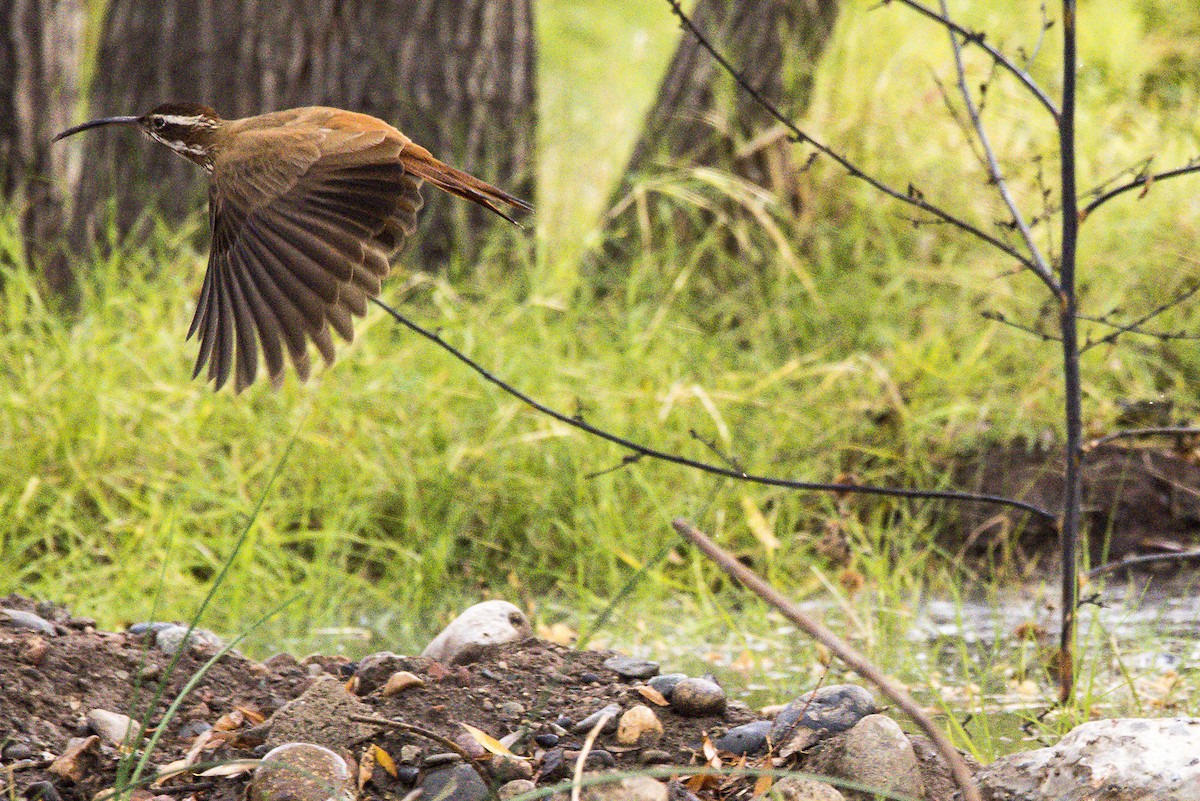 Scimitar-billed Woodcreeper - ML241529041