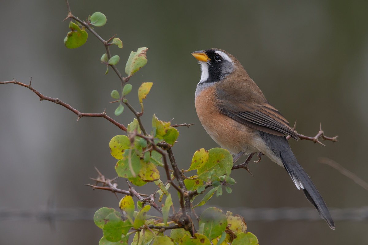 Many-colored Chaco Finch - Pablo Re