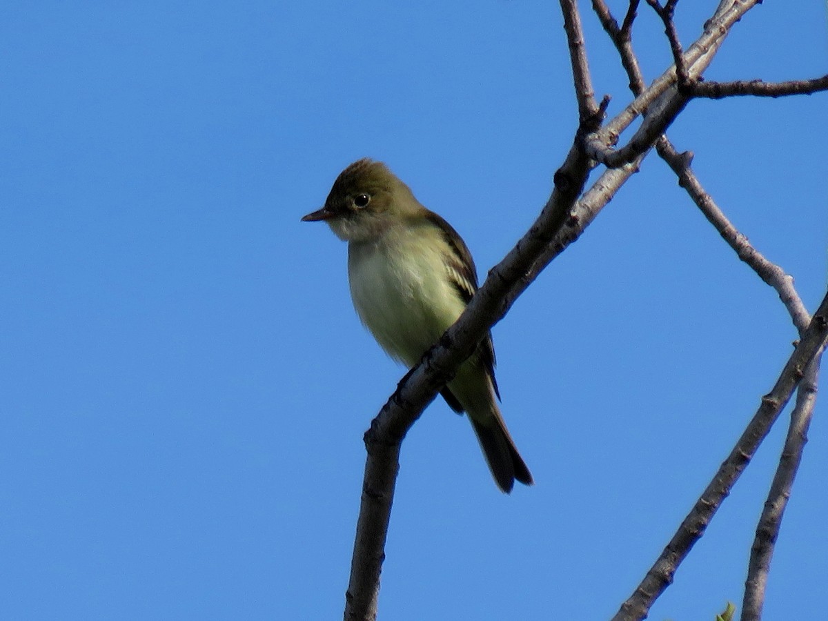 Alder Flycatcher - ML241529181