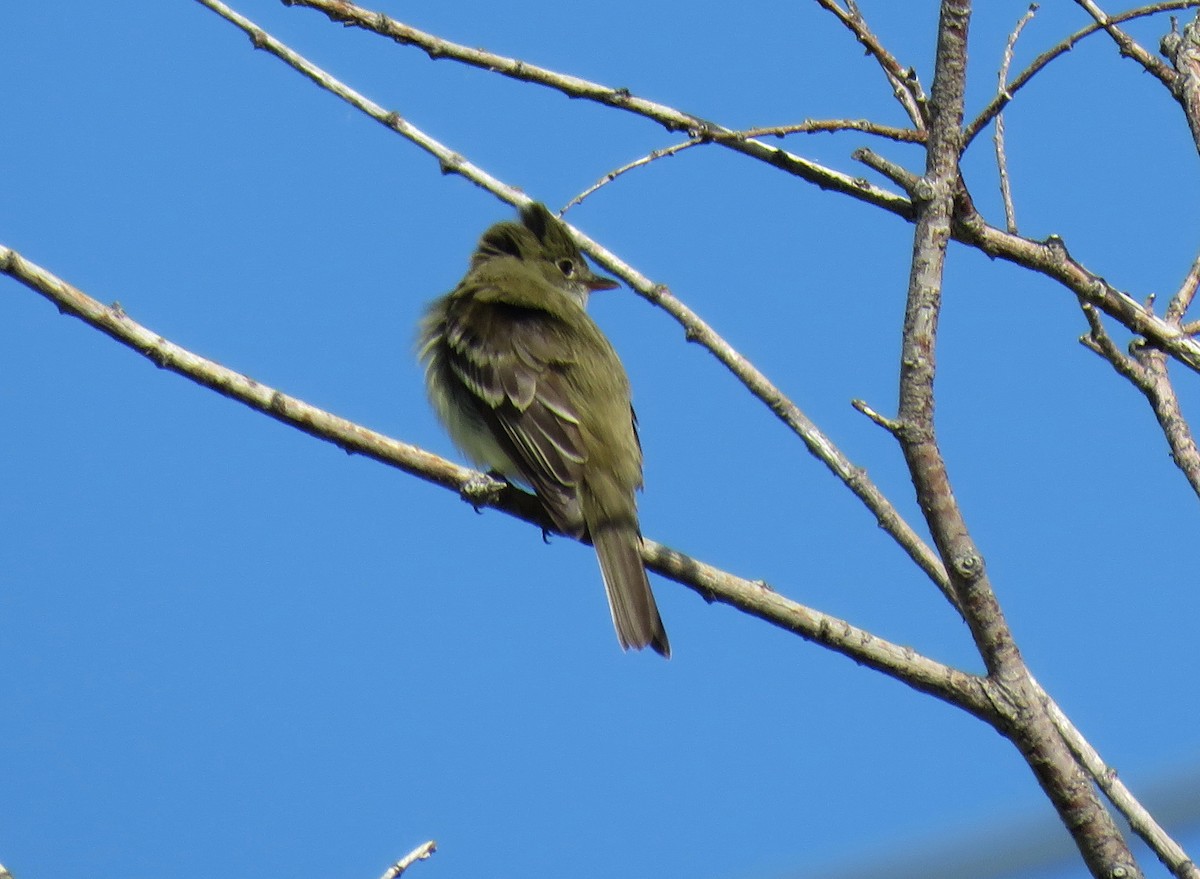 Alder Flycatcher - Patricia Lalonde