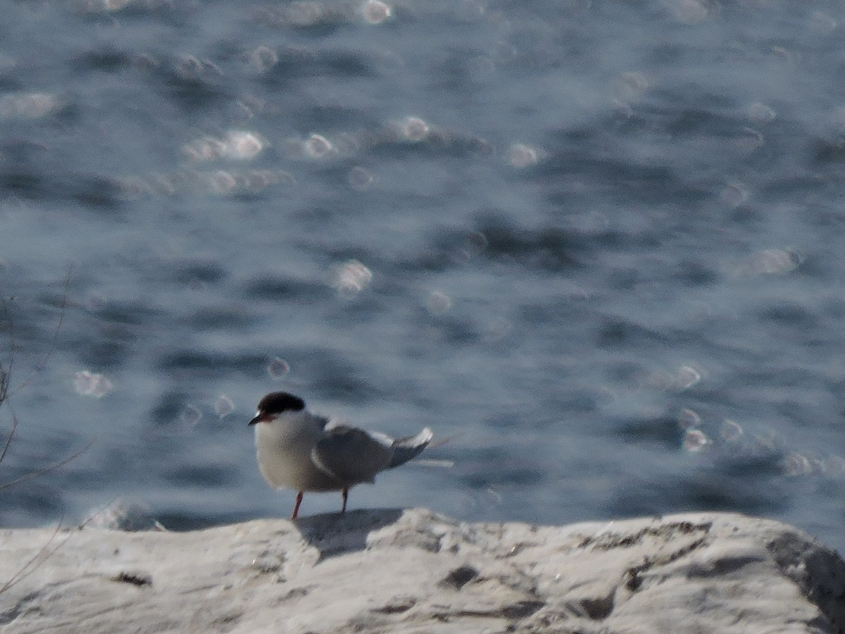 Common Tern - ML241529441