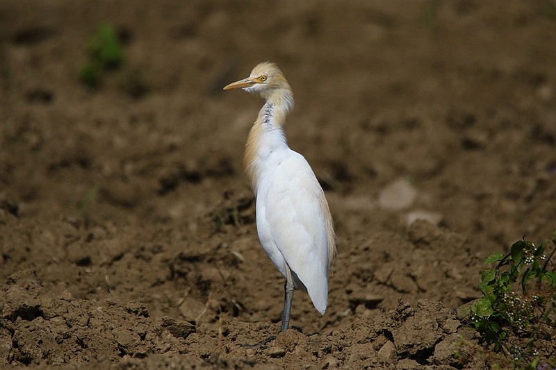 Eastern Cattle Egret - ML24152971