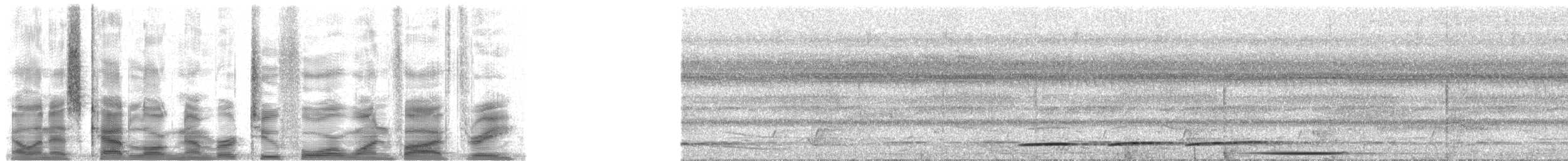holub šedočelý - ML24153