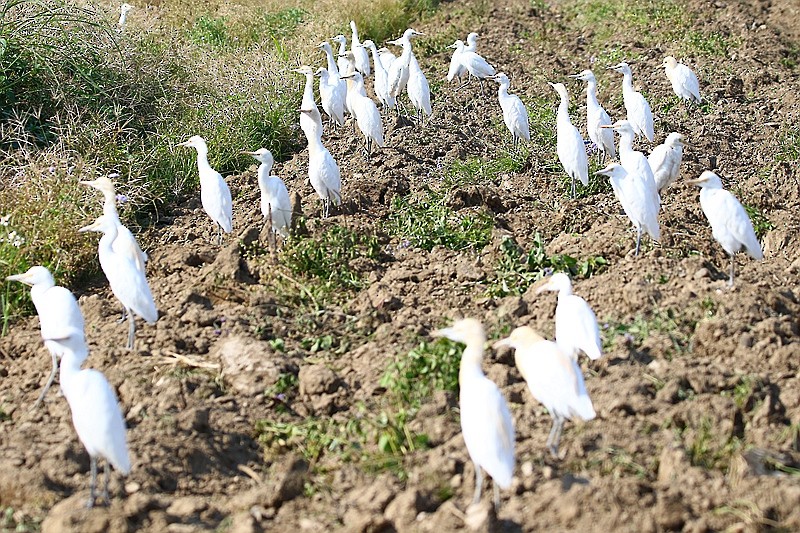 Eastern Cattle Egret - ML24153011