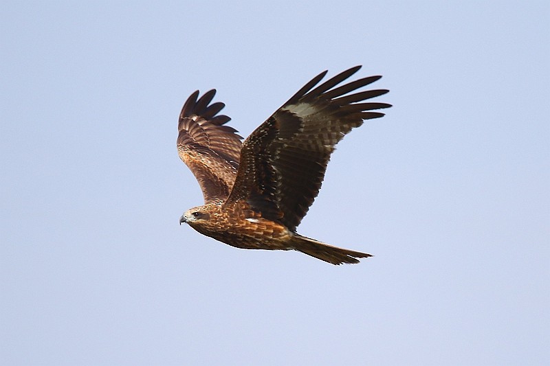 Black Kite - Roland Lo