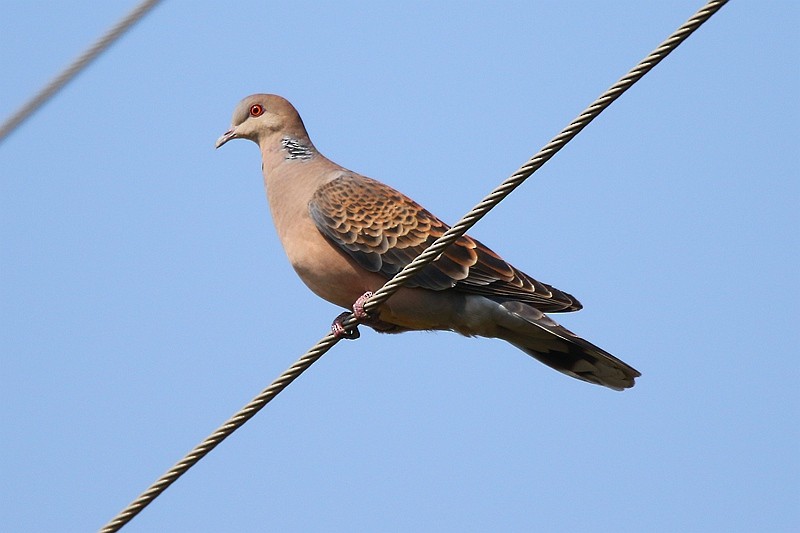 Oriental Turtle-Dove - ML24153181