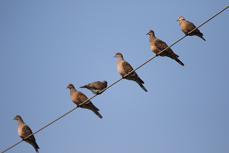 Oriental Turtle-Dove - Roland Lo