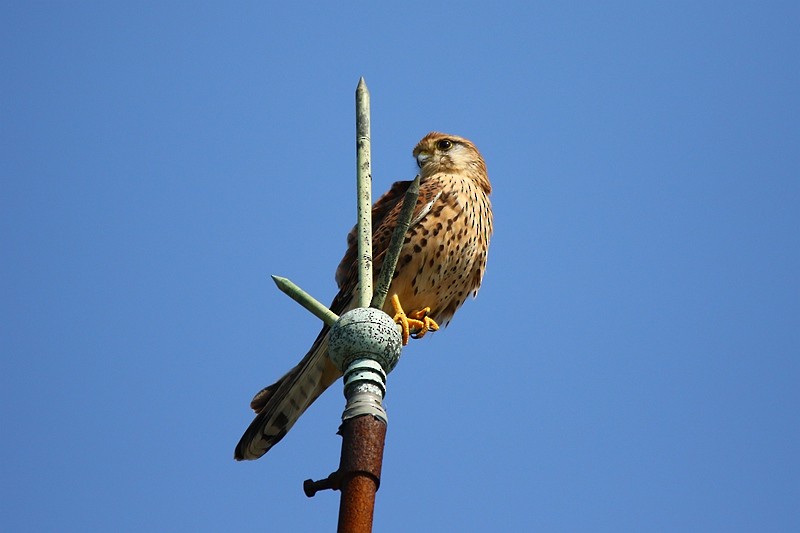 Eurasian Kestrel - Roland Lo