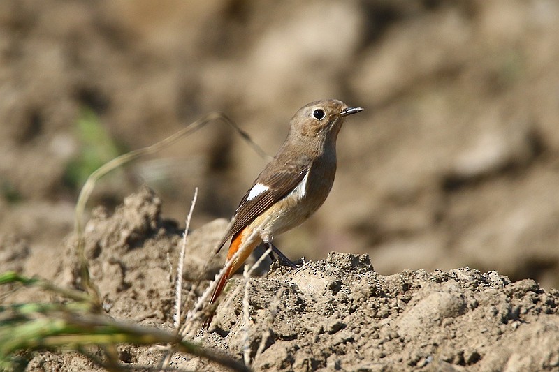 Daurian Redstart - Roland Lo