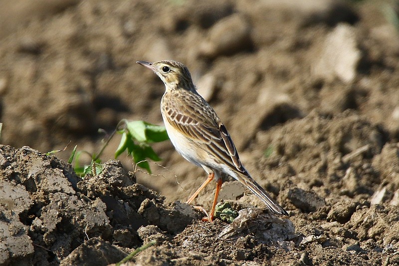 Richard's Pipit - ML24153381