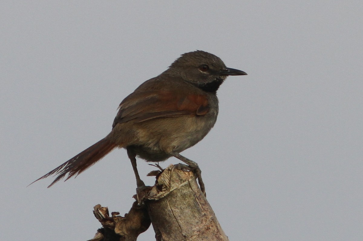White-bellied Spinetail - Jurgen Beckers