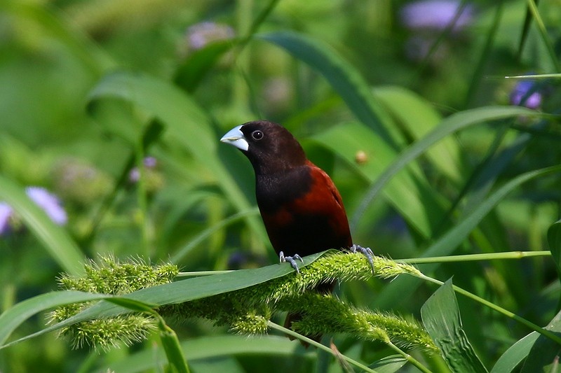 Chestnut Munia - Roland Lo