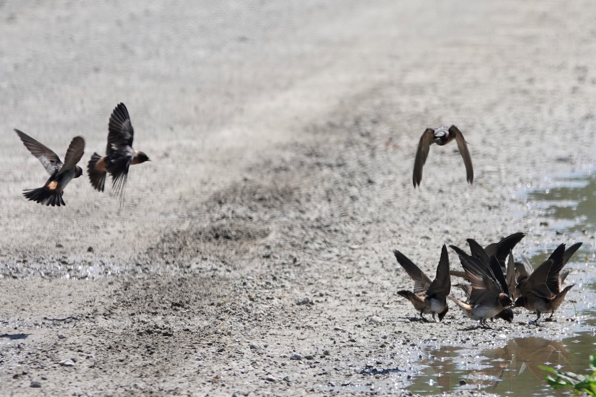 Cliff Swallow - ML241536111