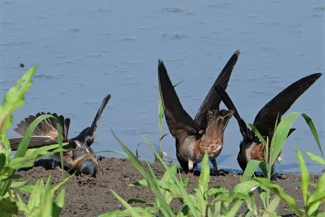 Cliff Swallow - ML241536211