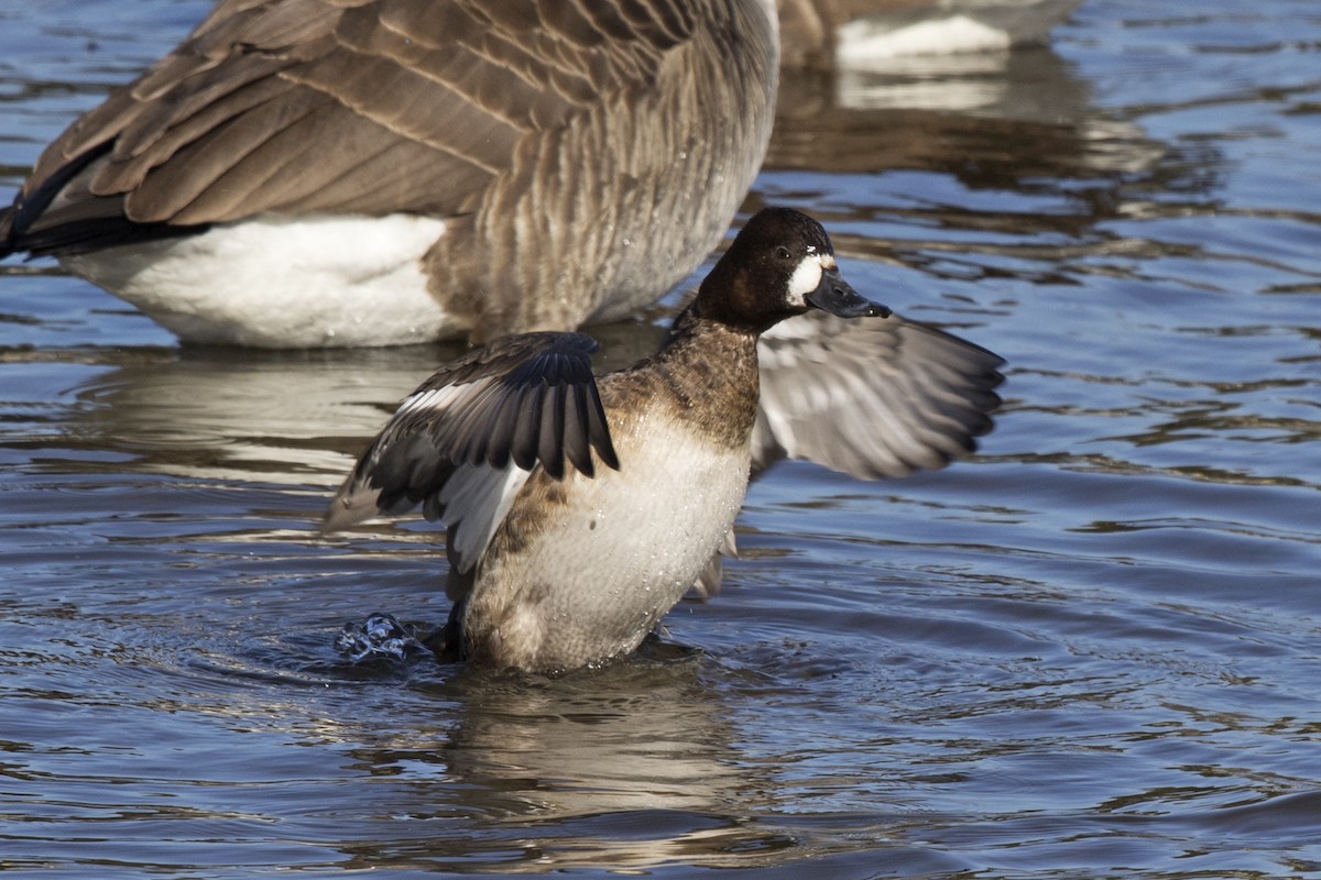 Lesser Scaup - ML24153671