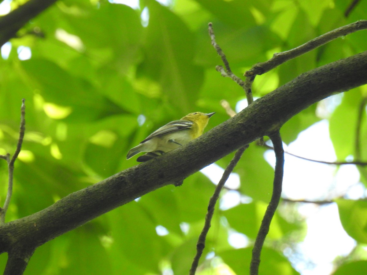 Yellow-throated Vireo - ML241537061