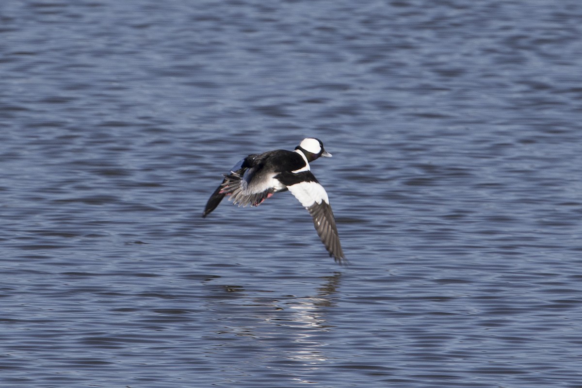 Bufflehead - ML24153731