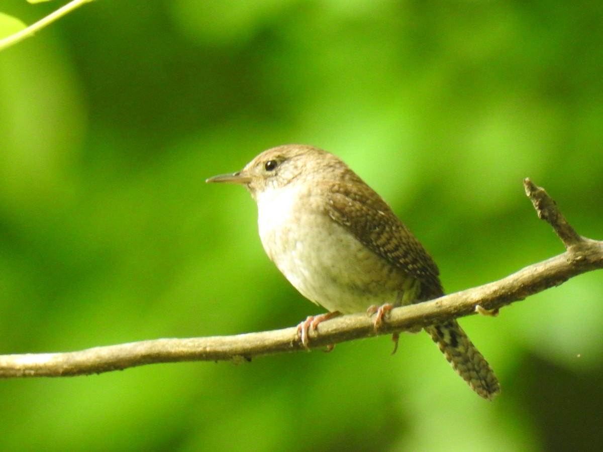 House Wren - ML241537311