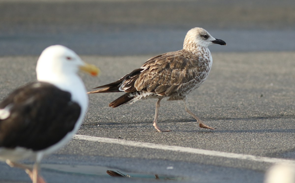 Lesser Black-backed Gull - ML241537371