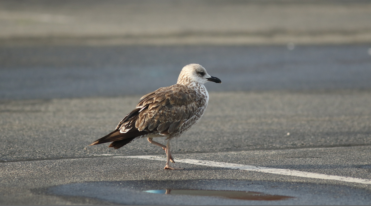 Lesser Black-backed Gull - Shane Blodgett