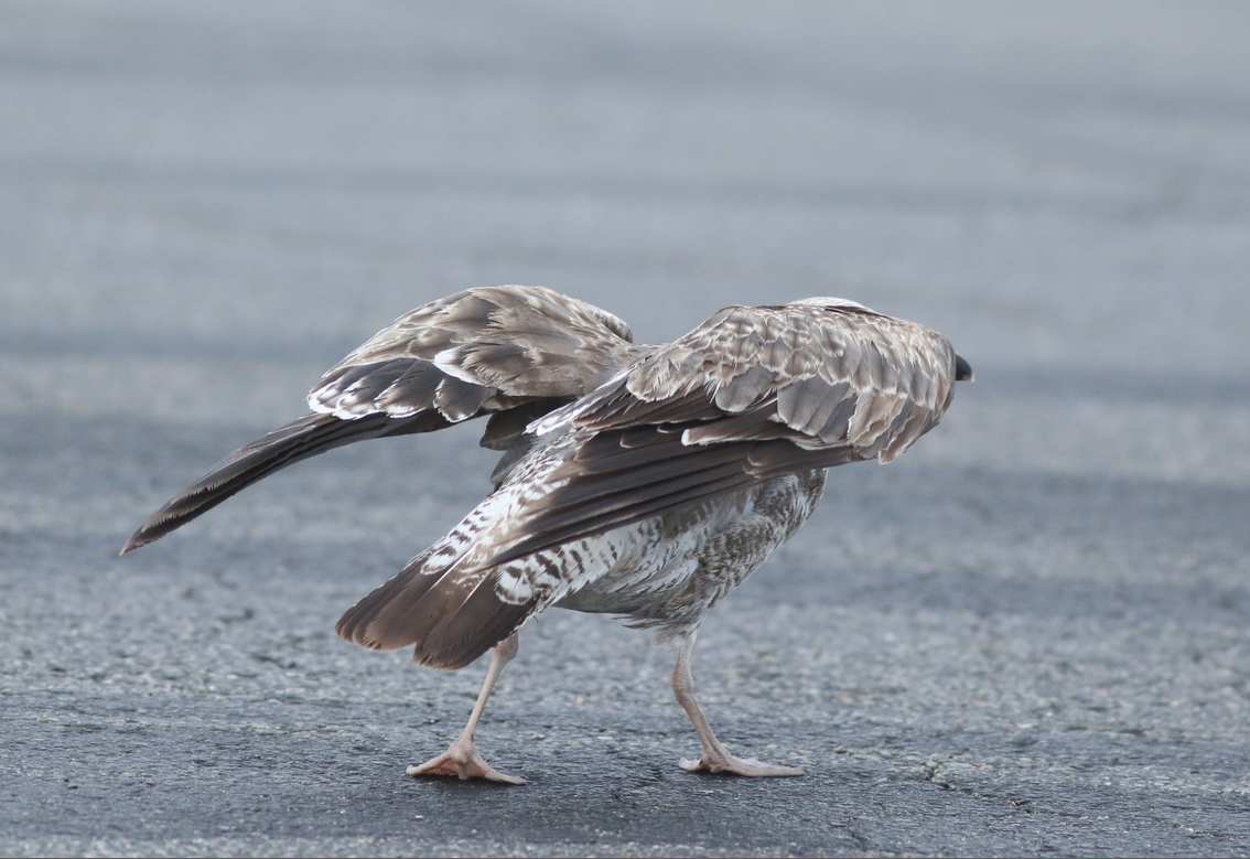 Lesser Black-backed Gull - ML241537451