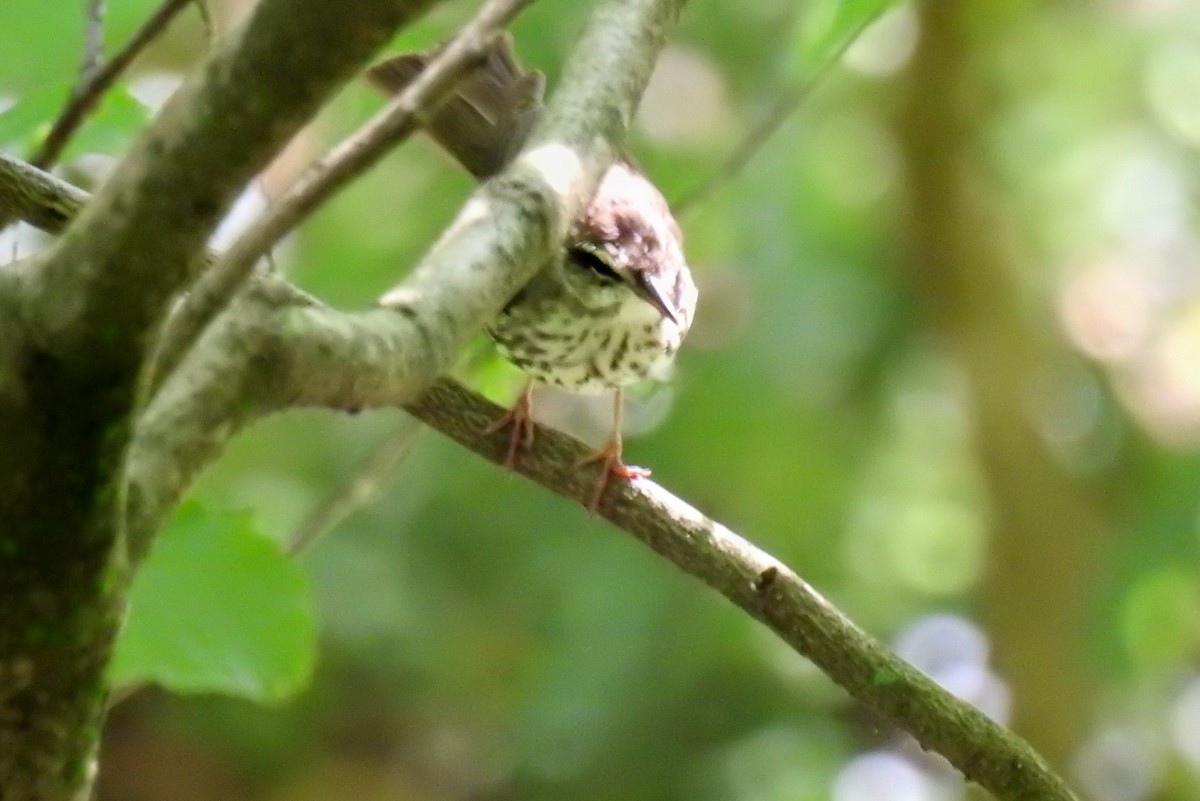 Louisiana Waterthrush - ML241537531