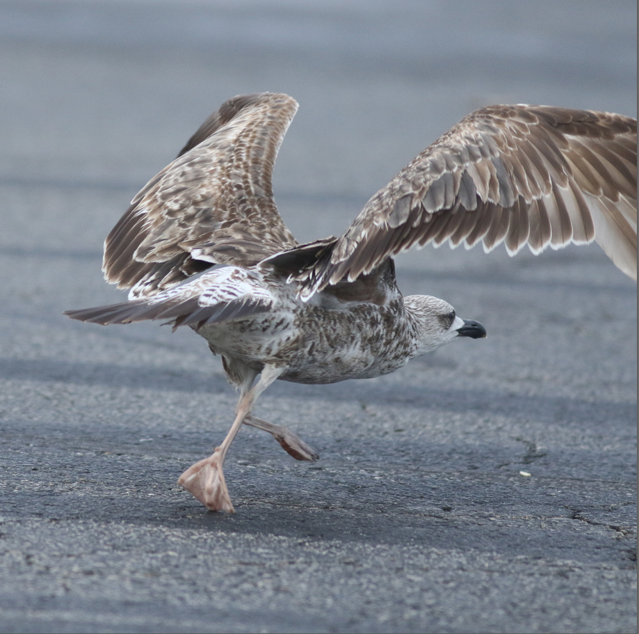 Lesser Black-backed Gull - ML241537561