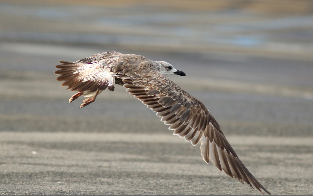 Gaviota Sombría - ML241537631