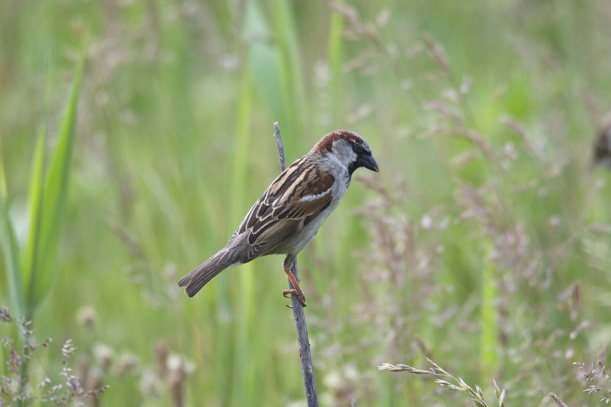 House Sparrow - ML241538391