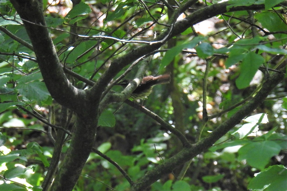 Louisiana Waterthrush - ML241538401