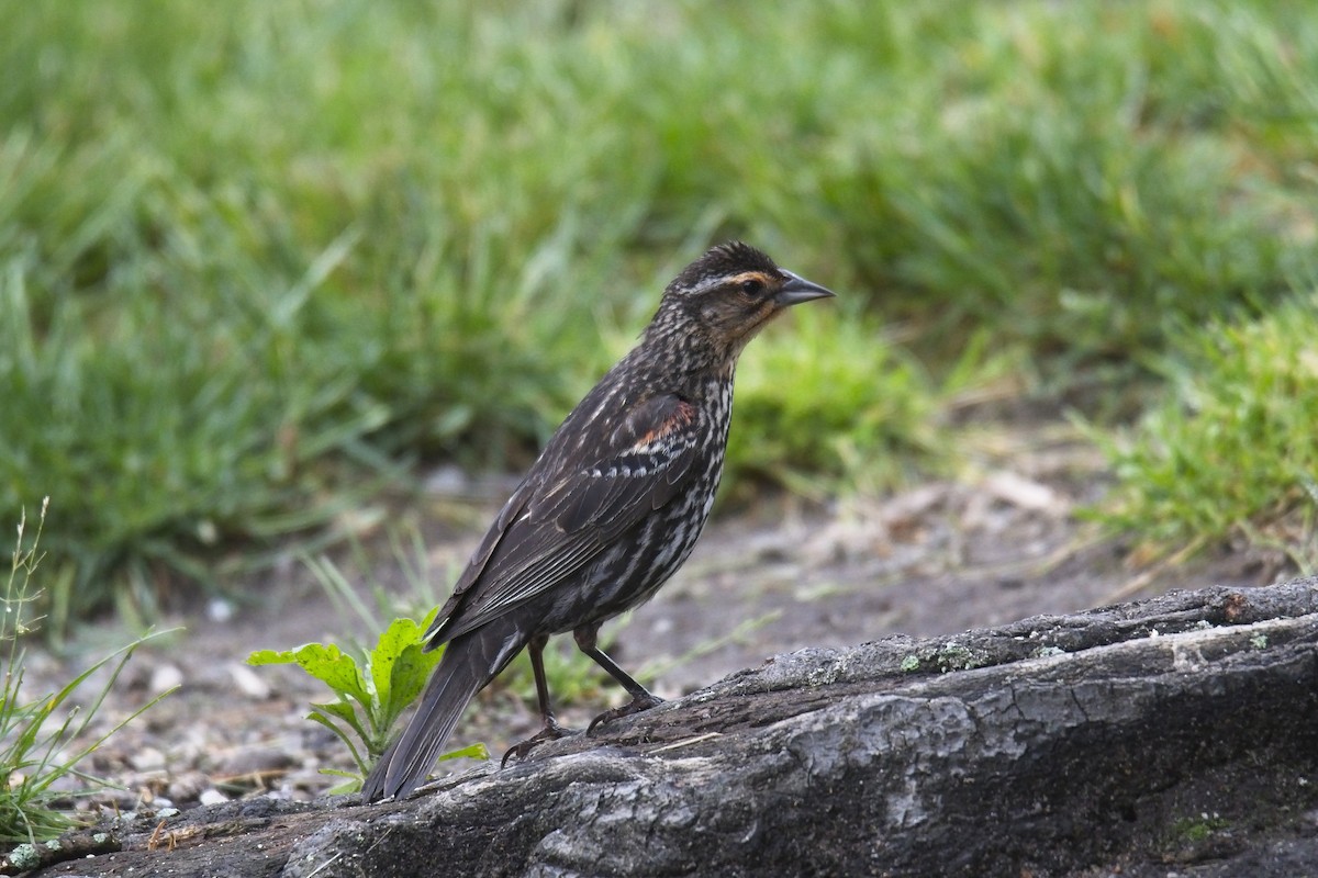 Red-winged Blackbird - Cody Matheson