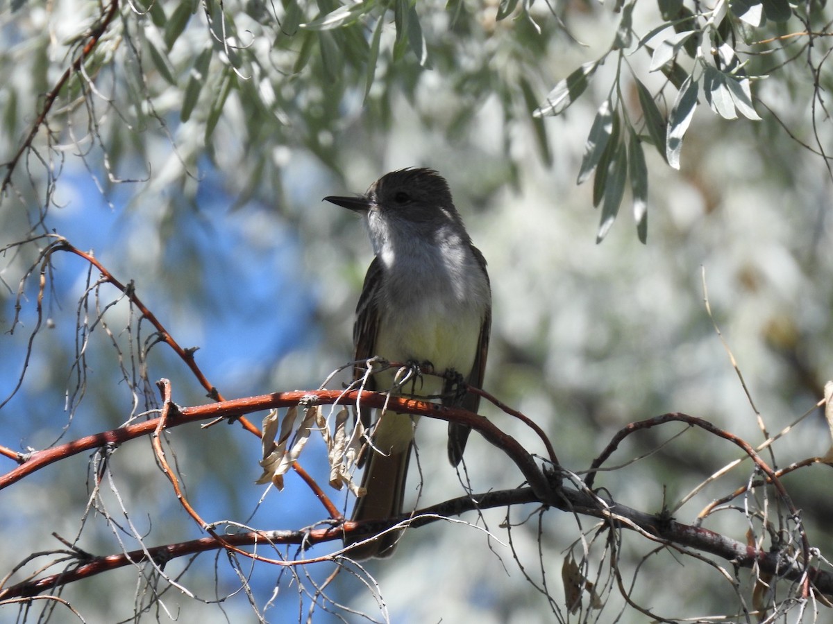 Ash-throated Flycatcher - ML241539341