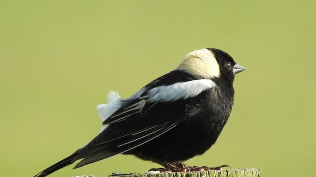 Bobolink - ML241539551