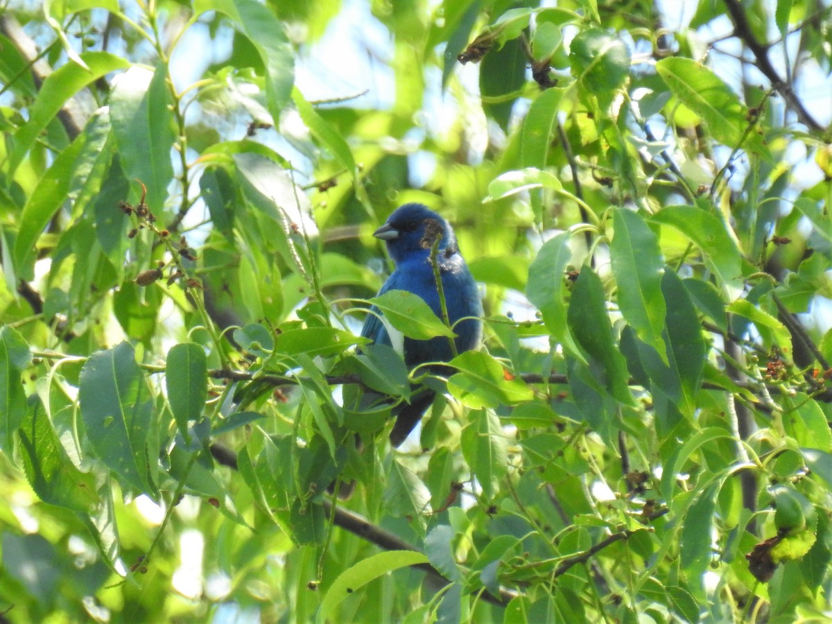 Indigo Bunting - James Holsinger