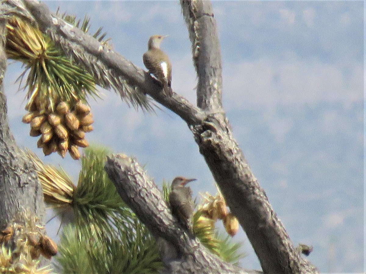 Gilded Flicker - ML241541061