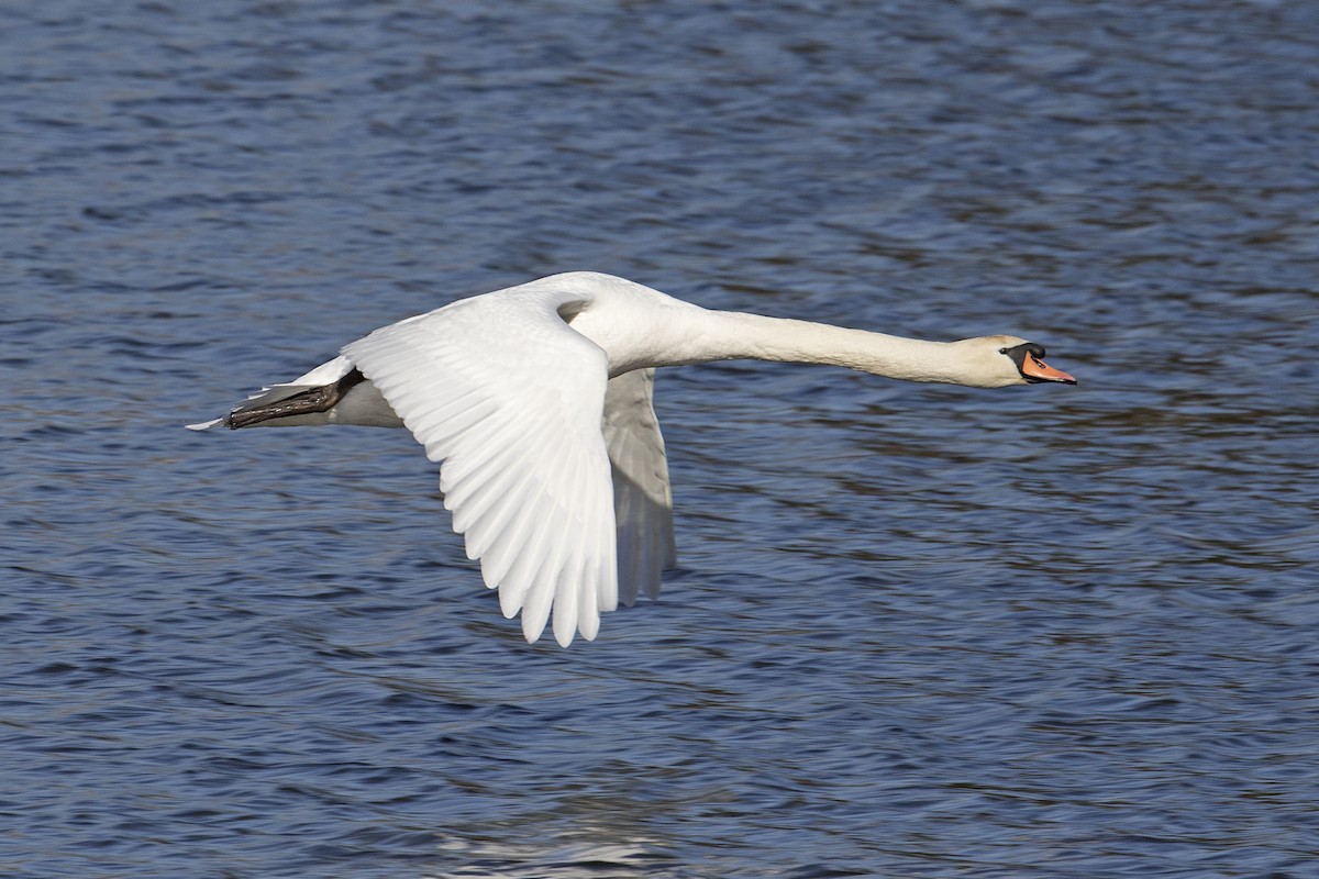 Mute Swan - ML24154191